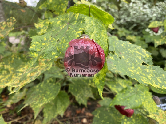 Abutilon Cannington Peter