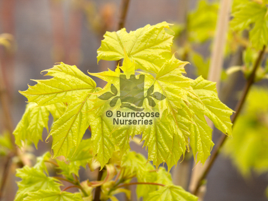 Acer platanoides Princeton Gold 