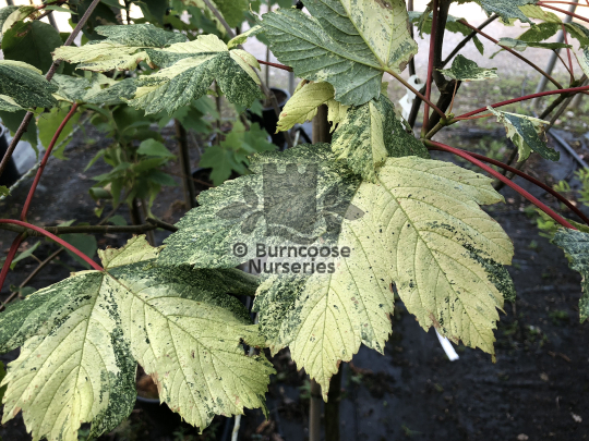 Acer pseudoplatanus Simon-Louis Freres