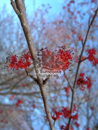 Acer rubrum