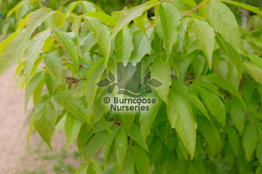 Acer triflorum