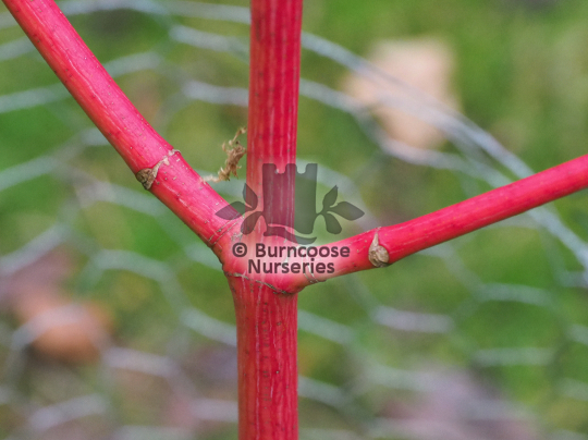 Acer x conspicuum Phoenix