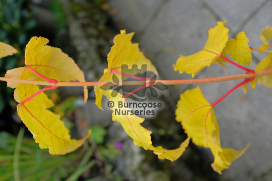 Acer x conspicuum Phoenix
