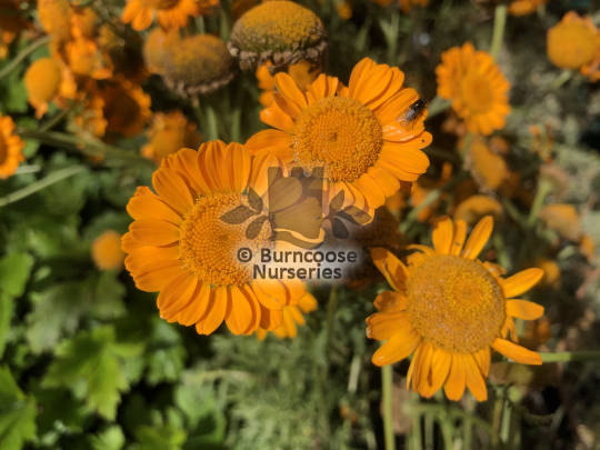Anthemis Orange Dream