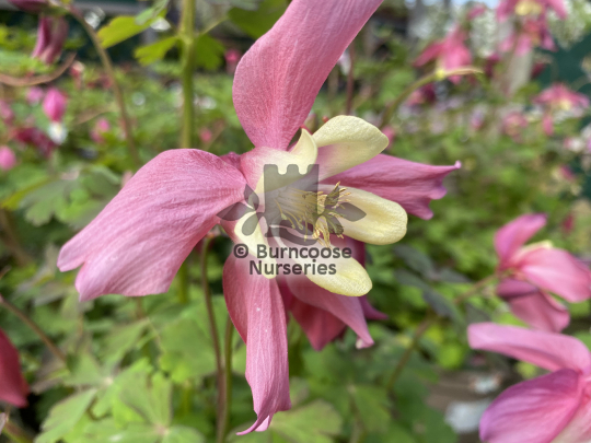 Aquilegia Spring Magic Rose and Ivory