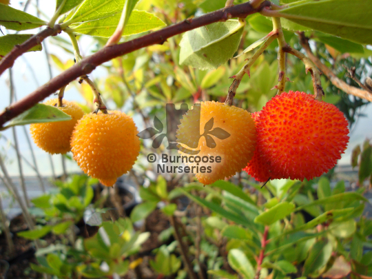 Arbutus unedo 