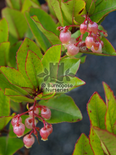 Arbutus unedo Compacta
