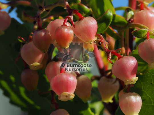 Arbutus unedo Rubra