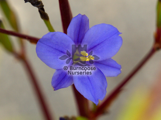 Aristea ecklonii