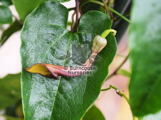 Aristolochia sempervirens
