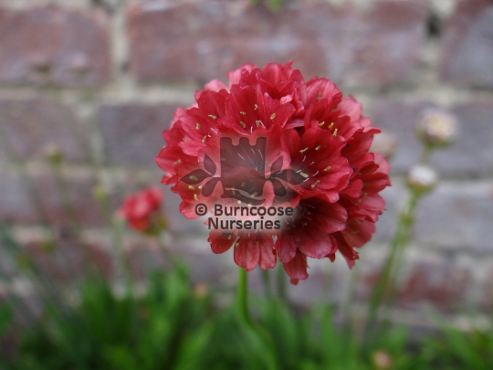 Armeria pseudarmeria Ballerina Red