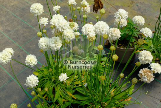 Armeria pseudarmeria Ballerina Red