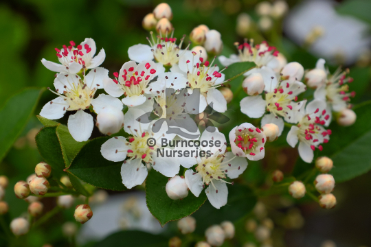 Aronia arbutifolia Brilliant