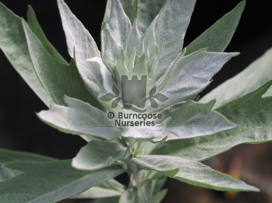 Artemisia ludoviciana Valerie Finnis