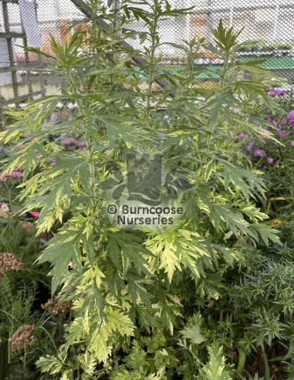 Artemisia Oriental Limelight