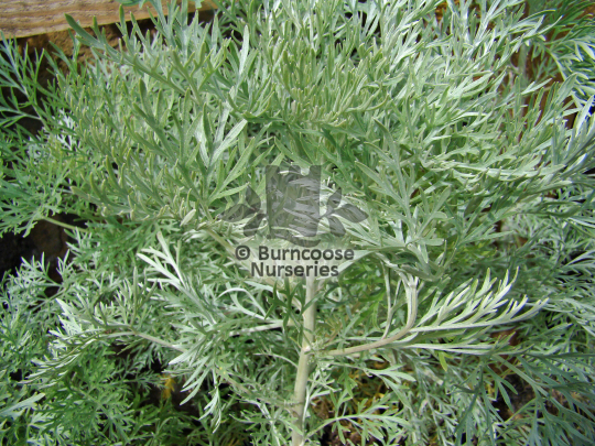 Artemisia Powis Castle