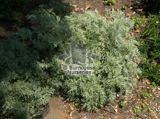 Artemisia Powis Castle