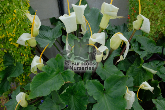 Arum creticum