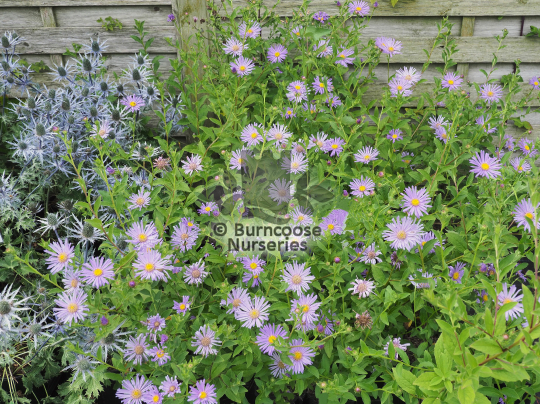 Aster frikartii Monch