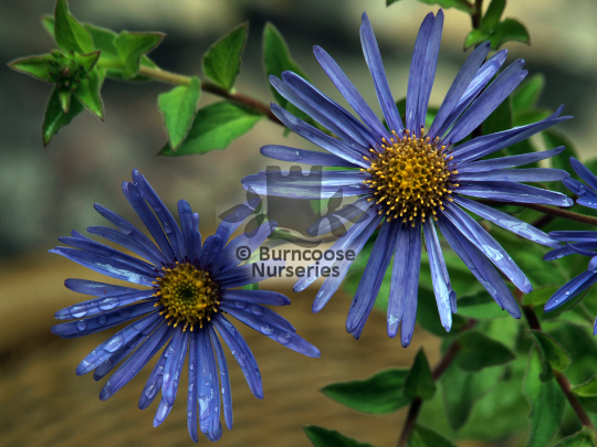 Aster frikartii Monch