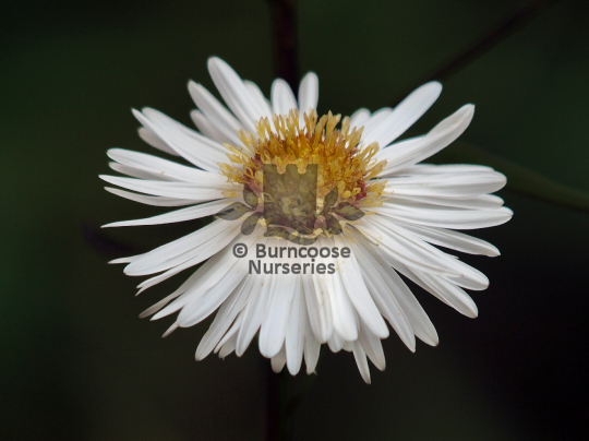 Aster White Ladies