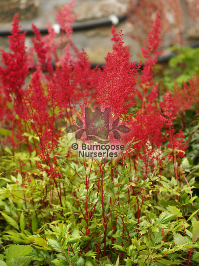 Astilbe Red Sentinel