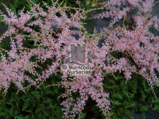 Astilbe Willie Buchanan