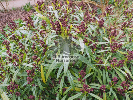Aucuba himalaica var dolichophylla