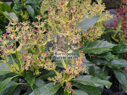 Aucuba japonica Rozannie