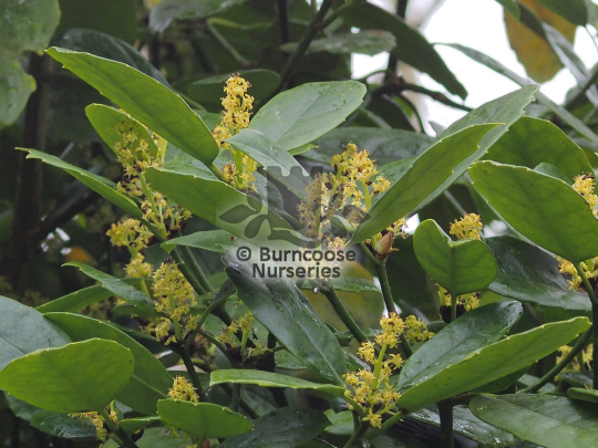 Aucuba omeiensis