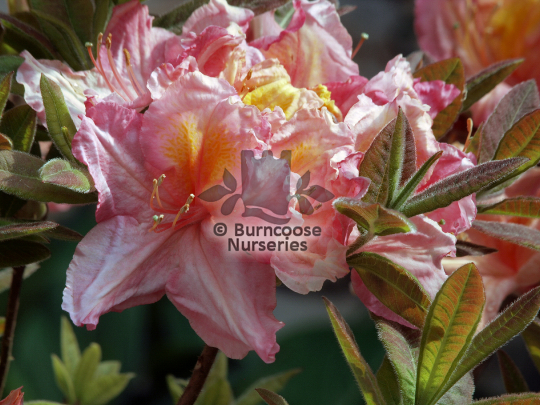 Azalea Berryrose