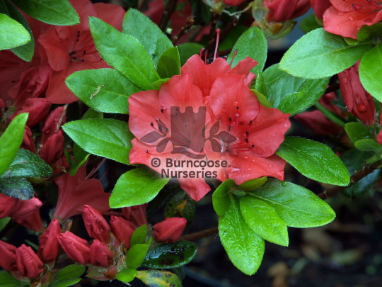Azalea Geisha Orange