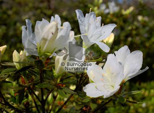 Azalea ledifolia