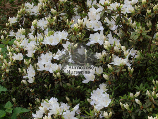Azalea ledifolia