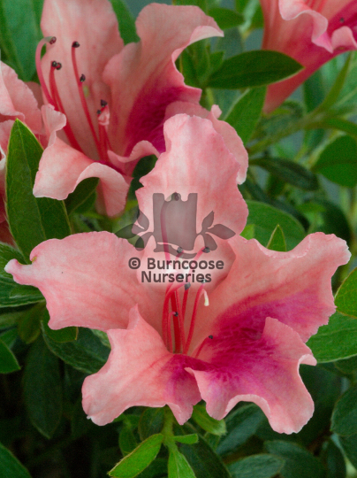 Azalea Michael Hill