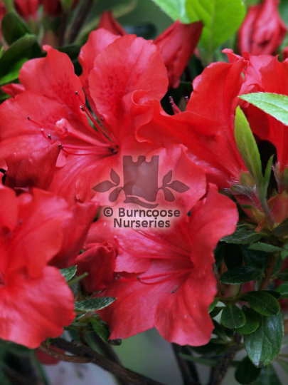 Azalea Orange Beauty