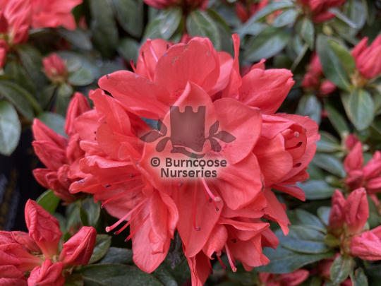 Azalea Orange Beauty