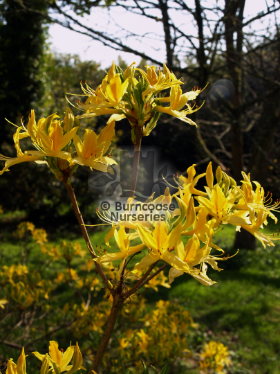 Azalea pontica