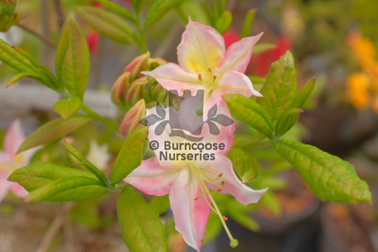 Azalea Summer Fragrance