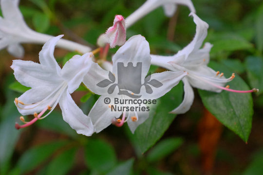 Azalea viscosum