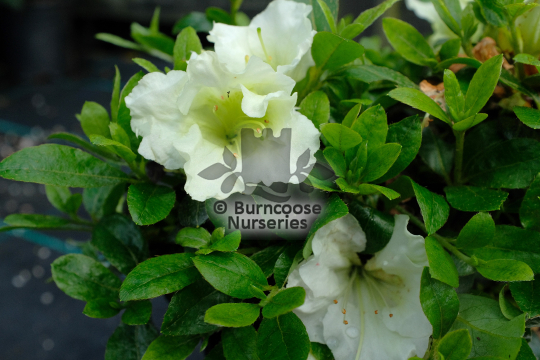 Azalea White Moon