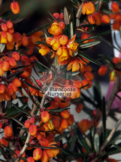Berberis linearifolia Orange King