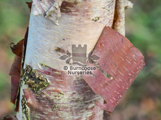 Betula albosinensis China Rose