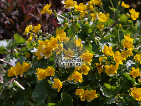 Caltha palustris