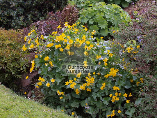 Caltha palustris