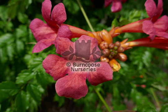 Campsis radicans