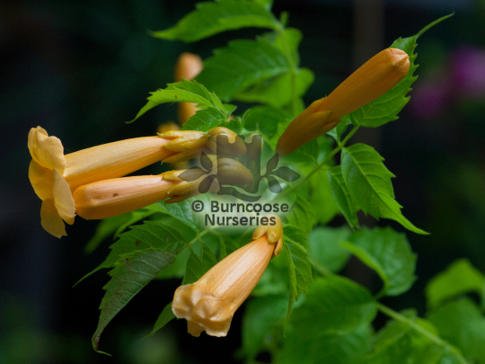 Campsis radicans Yellow Trumpet