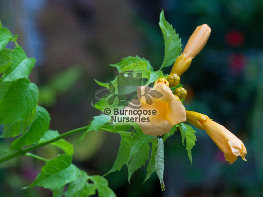 Campsis radicans Yellow Trumpet