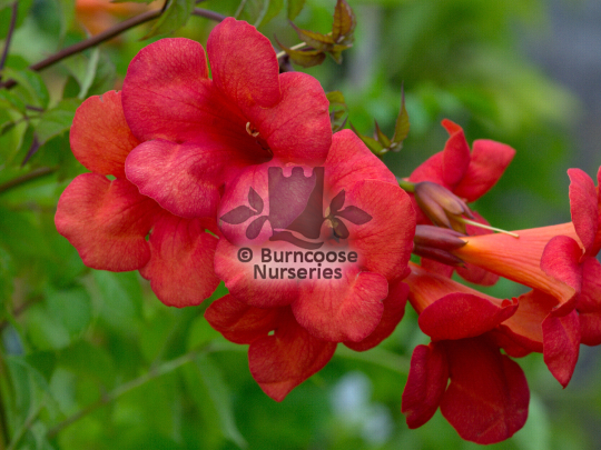Campsis x tagliabuana Madam Galen