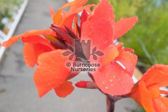 Canna  Cannova Bronze Orange